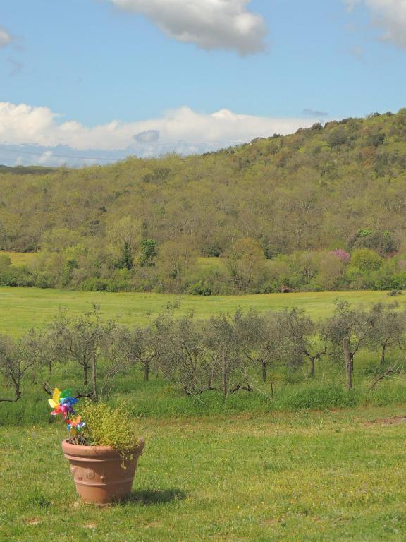 Agriturismo Podere Borgognano Massa Marittima Kültér fotó